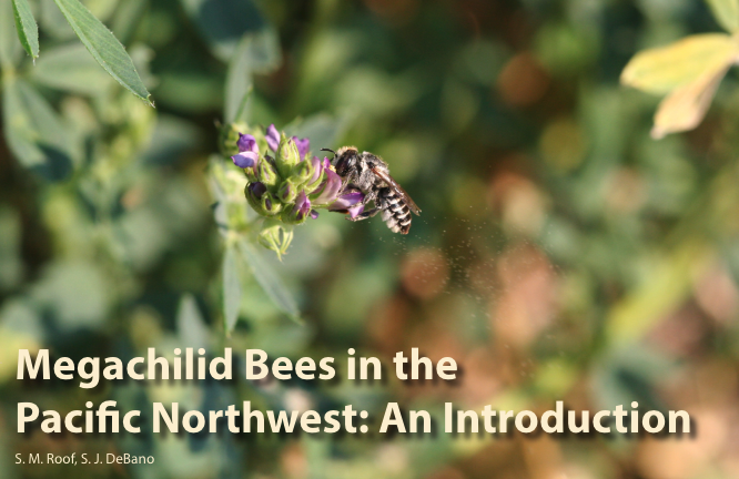 cover page for extension article about megachilid bees in the PNW